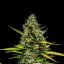 Royal Queen Seeds Cannabis Seeds Mimosa Auto