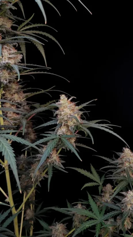 Fast Buds Esrar Tohumları Chemdawg Auto