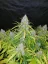 Fast Buds Cannabis Seeds Californian Snow Auto