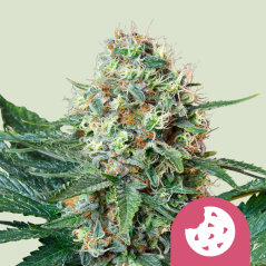 Royal Queen Seeds Cannabis Seeds Royal Cookies Feminized