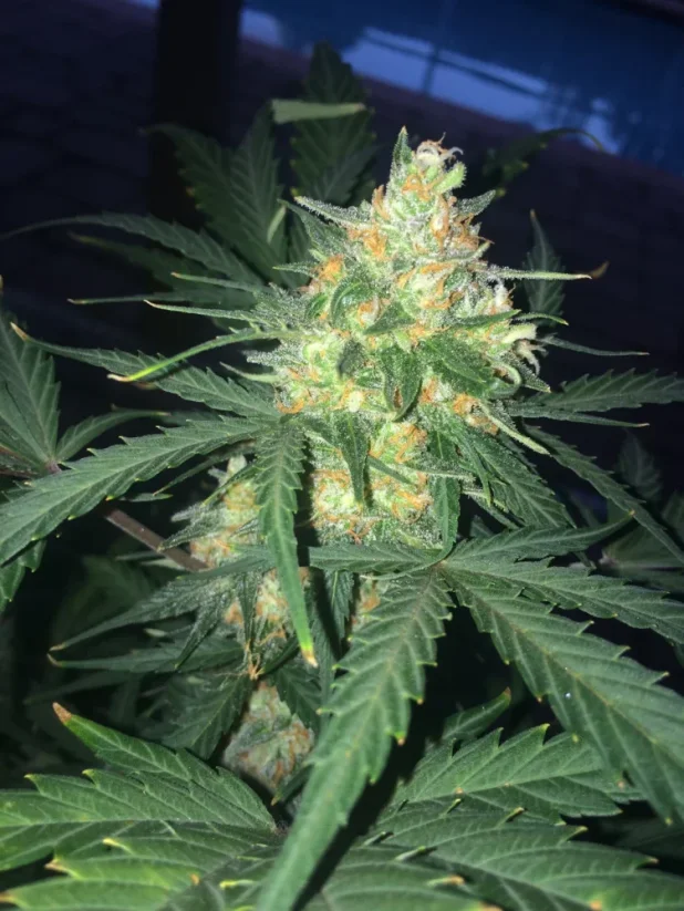 Fast Buds Sementes de Cannabis West Coast OG Auto