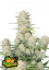 Fast Buds Cannabis Seeds Apricot Auto