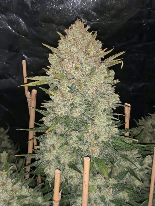 Fast Buds Cannabis Seeds OG Kush Auto