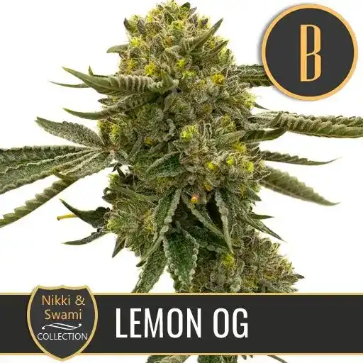 Blimburn Seeds კანაფის თესლი ლიმონი OG ნიკი სვამის ფემინიზებული