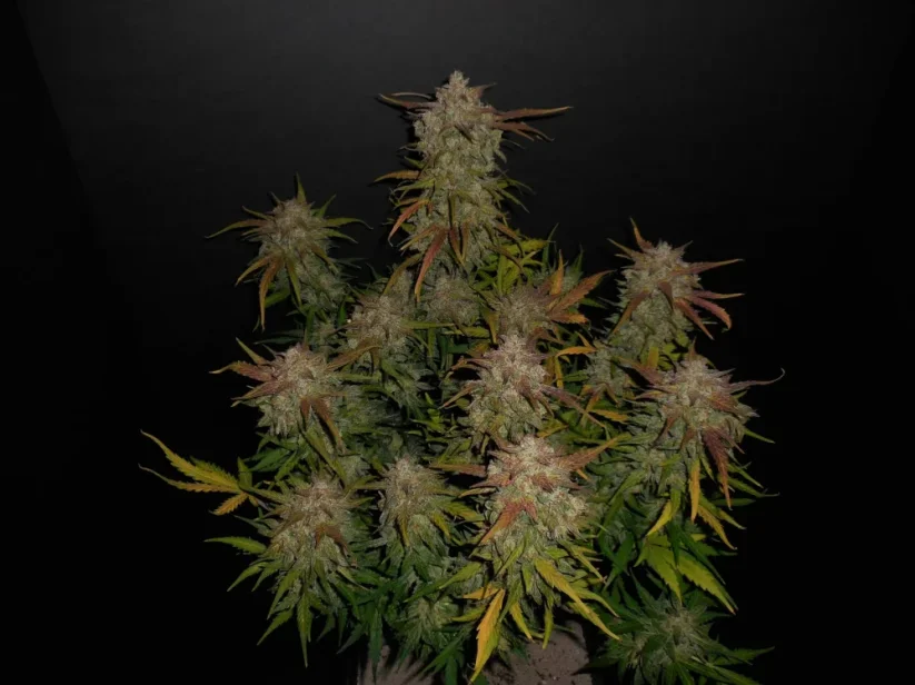 Fast Buds Cannabis Seeds Lemon AK Auto