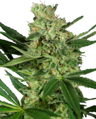 Sensi Seeds Sjemenke kanabisa Pumpkin Spice Feminized, 3-10 kom