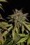 Fast Buds Seminte de canabis Smoothie Auto