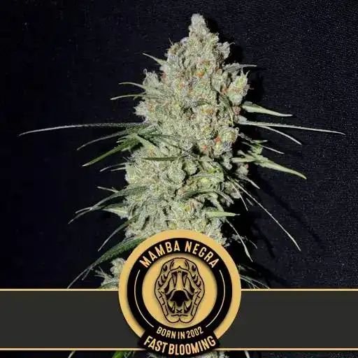 Blimburn Seeds Cannabis Seeds Mamba Negra Fast Blooming