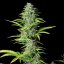 Royal Queen Seeds Cannabiszaden Northern Light Auto