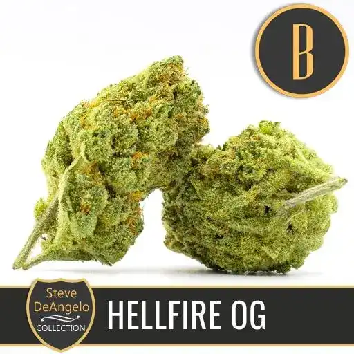 Blimburn Seeds Hạt giống cần sa Hellfire OG của Steve DeAngelo's Feminized