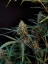 Fast Buds Bibit Ganja Jack Herer Auto