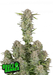 Fast Buds Cannabis Seeds Bruce Banner Auto