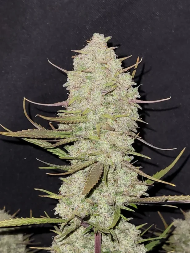 Fast Buds Cannabis Seeds Tropicana cepumi Auto