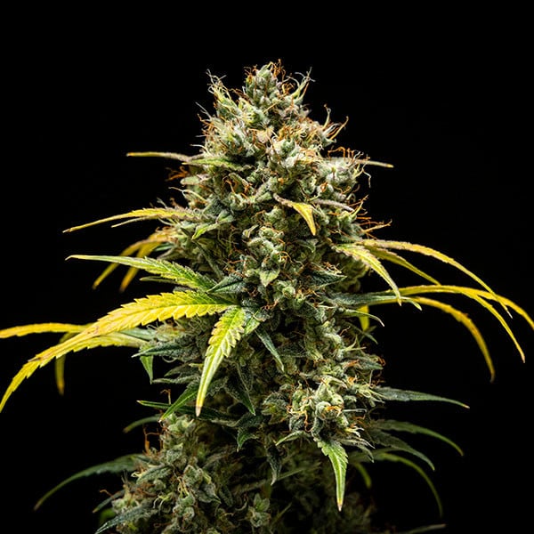 Royal Queen Seeds Benih Ganja Triple G Auto