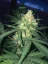 Semillas de Cannabis Fast Buds West Coast OG Auto