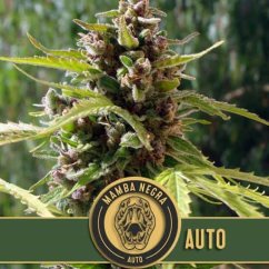 Blimburn Seeds Seminte de Canabis Mamba Negra Auto