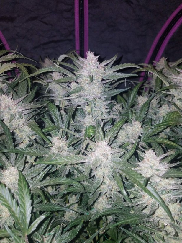 Semillas de Cannabis Fast Buds Mexican Airlines Auto