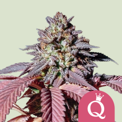 Royal Queen Seeds Cannabis Seeds Purple Queen Feminized