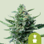 Royal Queen Seeds Насіння коноплі Royal Jack Auto