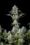 Semillas de Marihuana Fast Buds Big Bud Auto