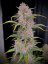 Semillas de Marihuana Fast Buds Banana Purple Punch Auto