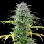 Royal Queen Seeds Cannabis Seeds Speedy Chile - Fast Feminized