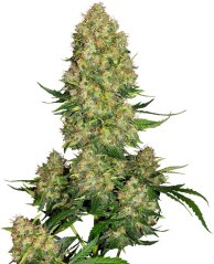 Sensi Seeds კანაფის თესლის სკუნკი #1 Automatic® Feminized, 3-10 ც.