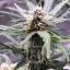 Blimburn Seeds Nasiona konopi Grizzly Purple Auto