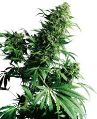 Sensi Seeds Ganja Shiva Shanti® Reguler, 10 pcs