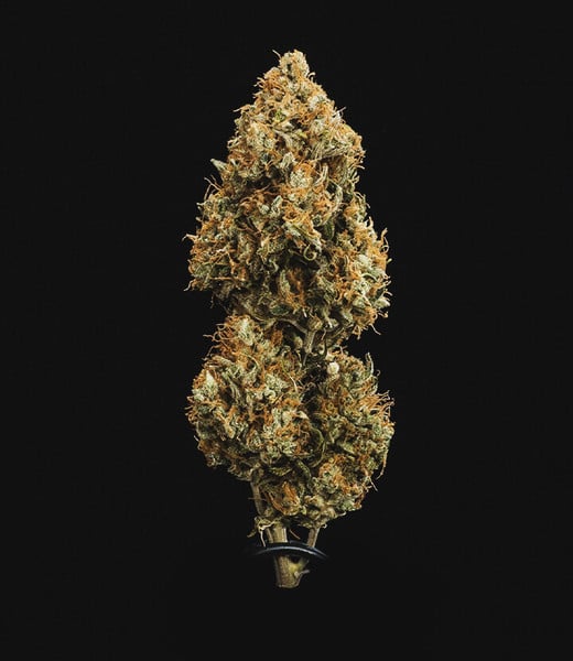 Royal Queen Seeds Kenevir Tohumu Sweet Skunk Auto