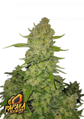 Fast Buds Żerriegħa tal-Kannabis Papaya Cookies Auto