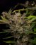 Graines de cannabis Fast Buds Ztrawberriez Auto