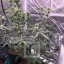 Blimburn Seeds Semi di Cannabis Grizzly Purple Auto