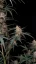 Fast Buds Sementes de Cannabis Chemdawg Auto