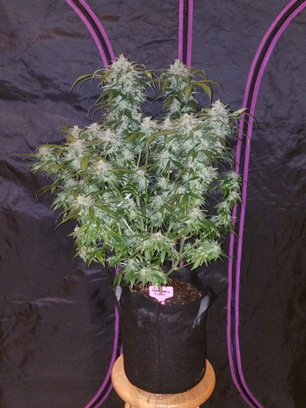 Fast Buds Cannabis Seeds Tangie Auto