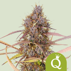 Royal Queen Seeds Semena konoplje Purple Queen Auto