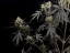 Fast Buds Cannabis Frø Pund Kage Auto