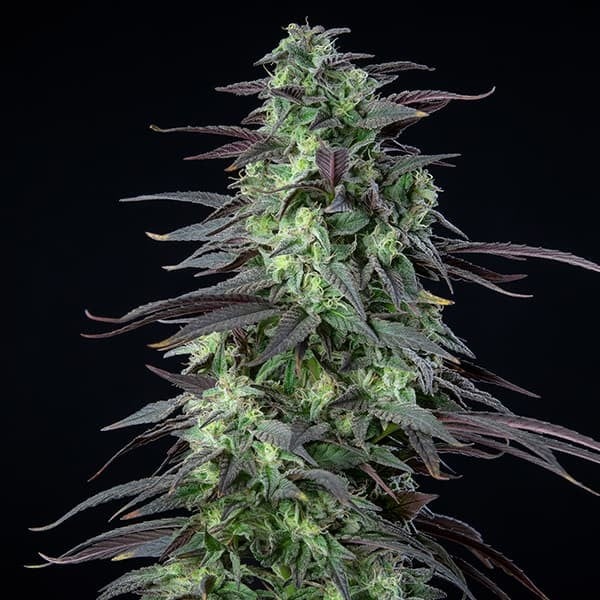 Royal Queen Seeds Cannabis Seeds Skunk XL Feminized