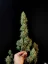 Graines de cannabis Fast Buds Jack Herer Auto