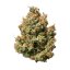 Royal Queen Seeds Cannabis Seeds Sweet ZZ Auto