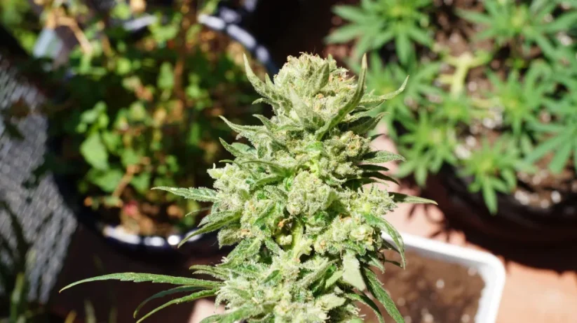 Fast Buds Cannabis Seeds G14 Auto