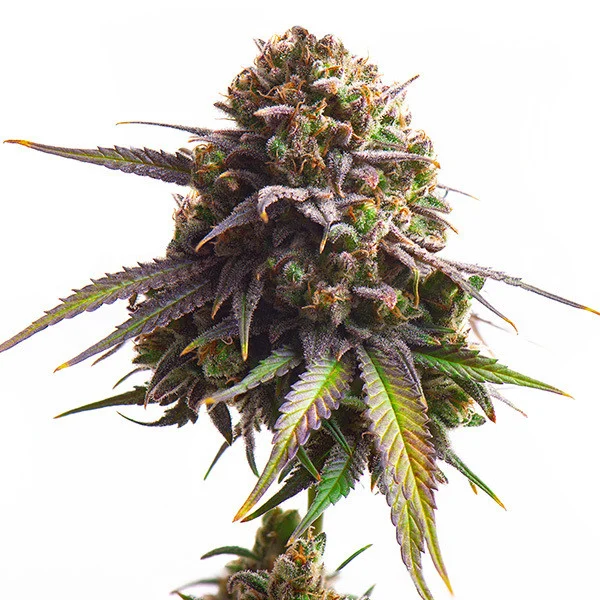 Royal Queen Seeds Cannabis Seeds Biscotti Feminized