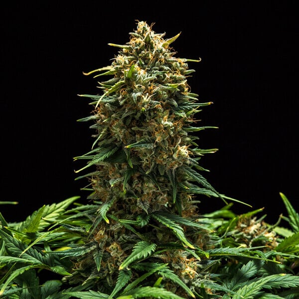 Royal Queen Seeds Semi di cannabis Sweet Skunk Auto