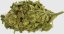 Bunga CBD Cbweed Super Lemon Haze - 2 hingga 5 gram