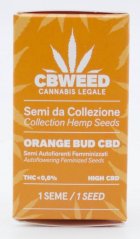 Cbweed Auto Brote de naranja CDB - 1x Semilla feminizada autofloreciente