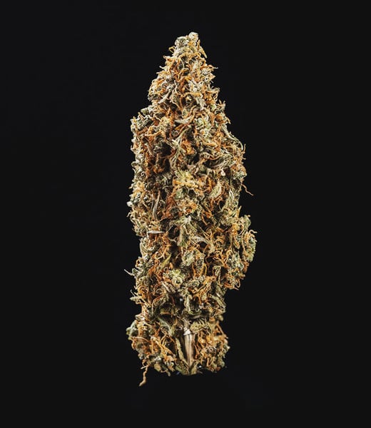 Royal Queen Seeds Cannabis Seeds Triple G Auto