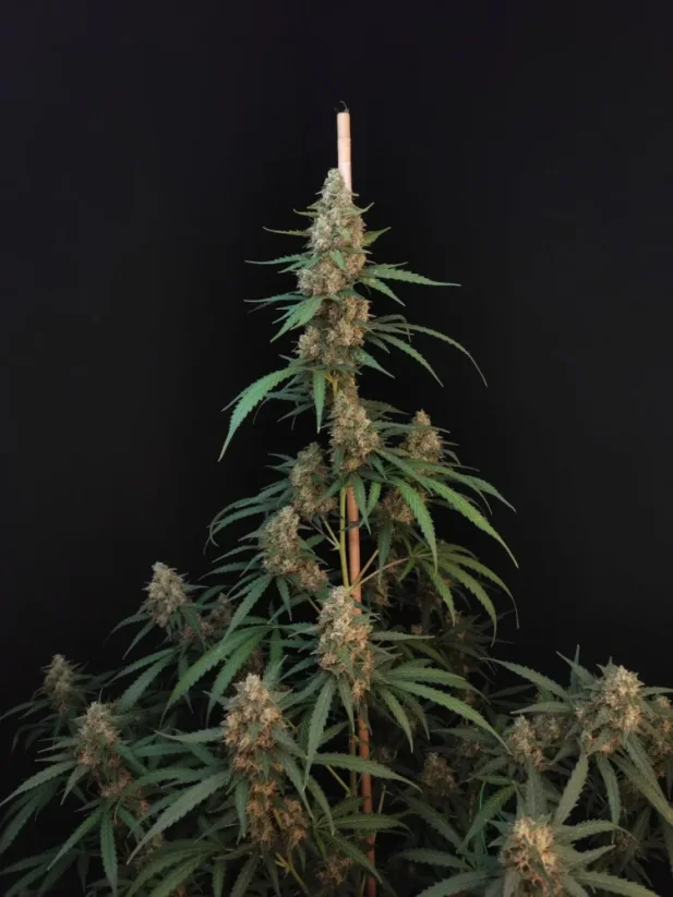 Fast Buds Żerriegħa tal-Kannabis Cheese Auto