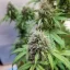 Blimburn Seeds Cannabis Seeds AK Auto