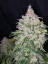 Nasiona konopi Fast Buds Stardawg Auto