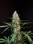 Fast Buds Bibit Ganja Jack Herer Auto